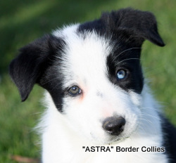 Black and white, female, border collie puppy